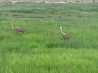 Sandhill Cranes near Homer